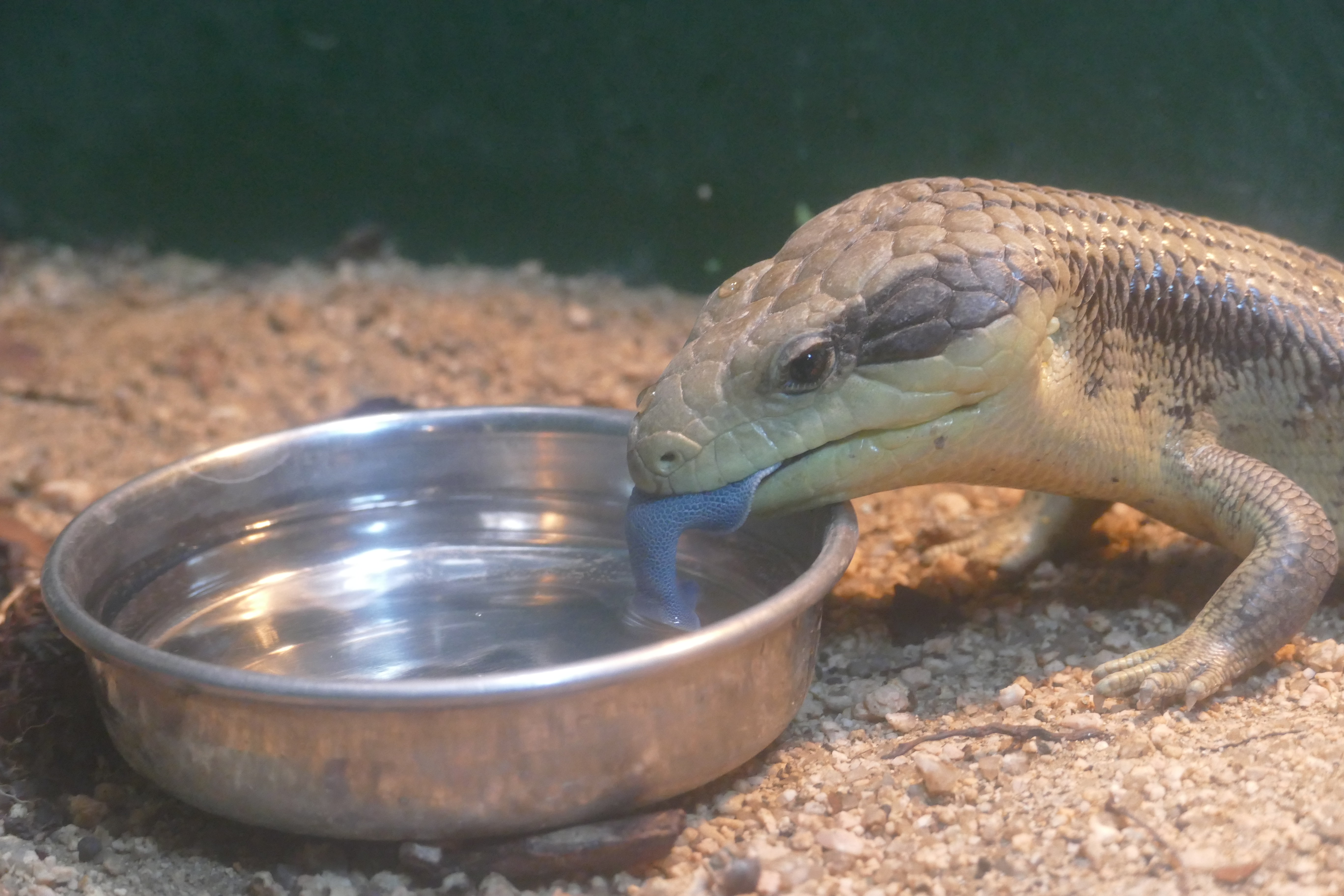 はちゅうるい館の仲間たち ９ ヒガシアオジタトカゲ 飼育係のasazooブログ 動物紹介 安佐動物公園 Asazoo