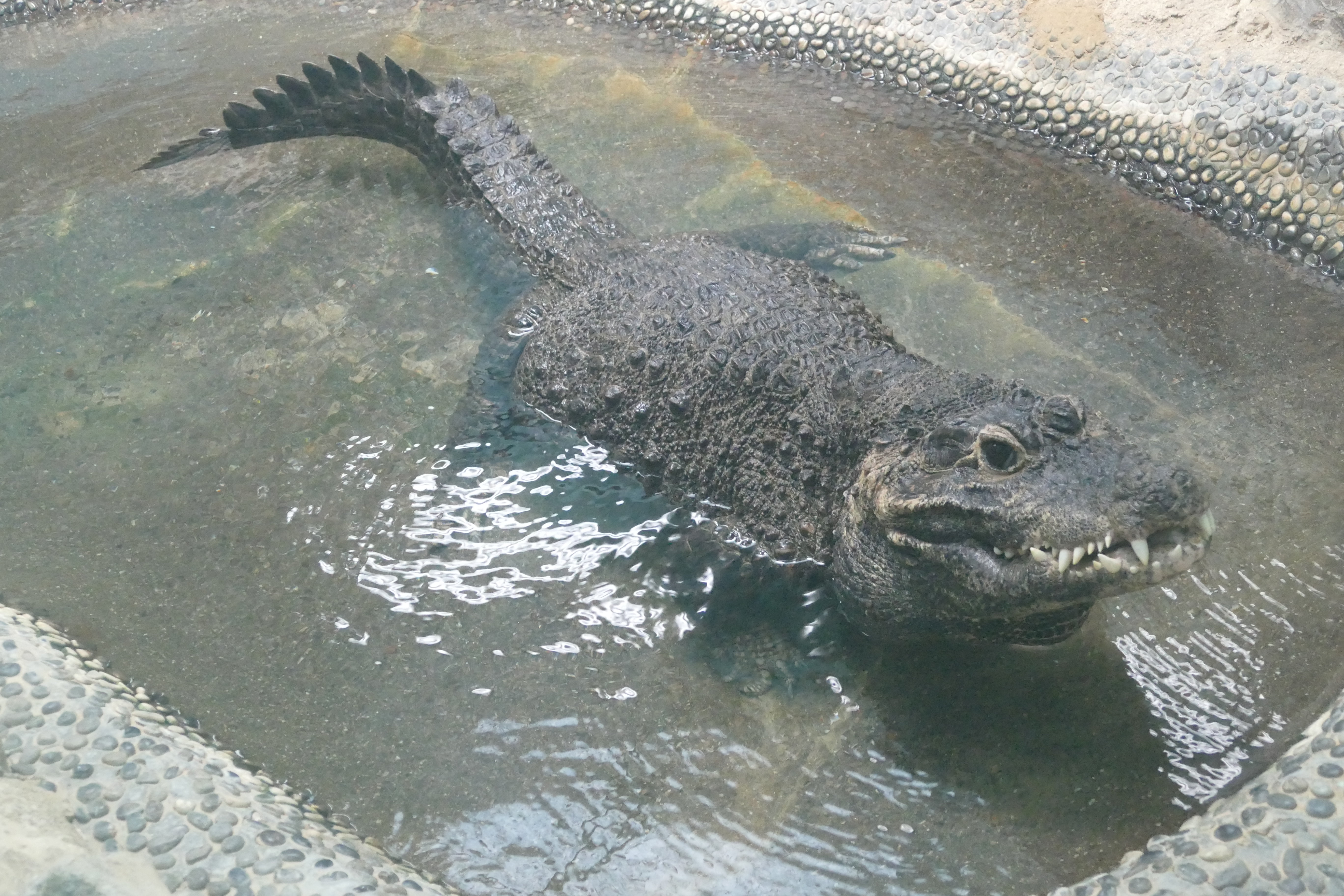 はちゅうるい館の仲間たち（４）ニシアフリカコガタワニ