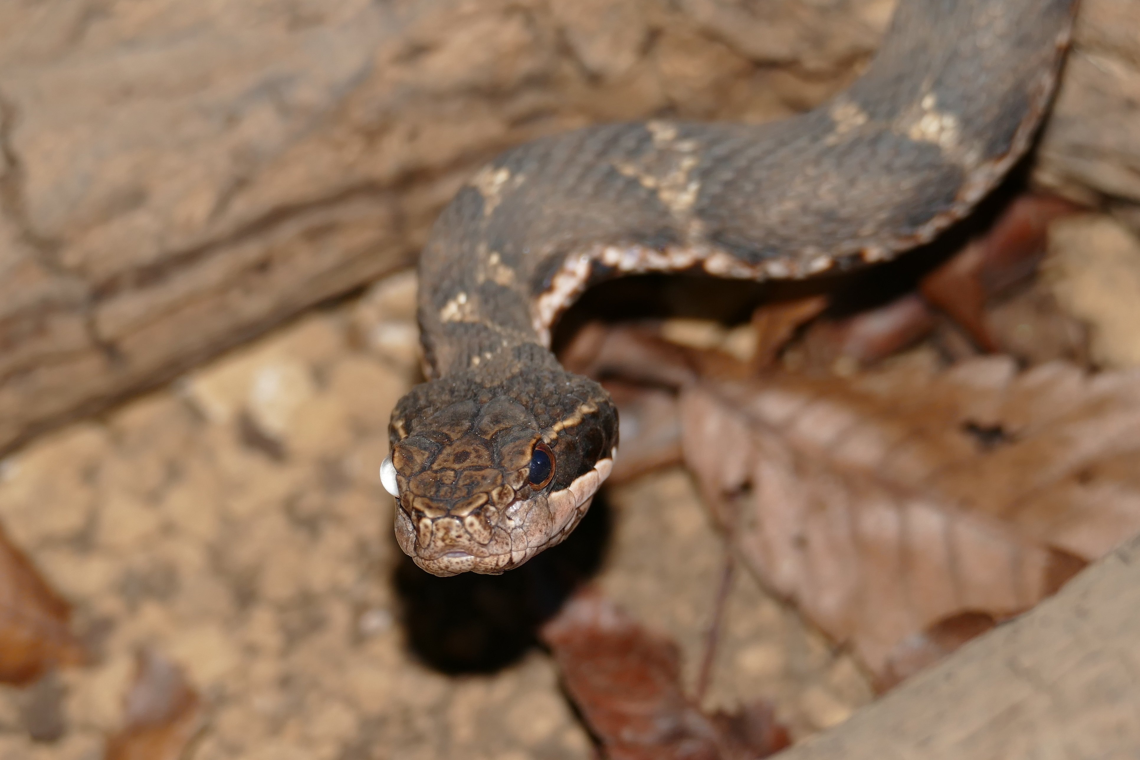 はちゅうるい館の仲間たち ５ ニホンマムシ 飼育係のasazooブログ 動物紹介 安佐動物公園 Asazoo