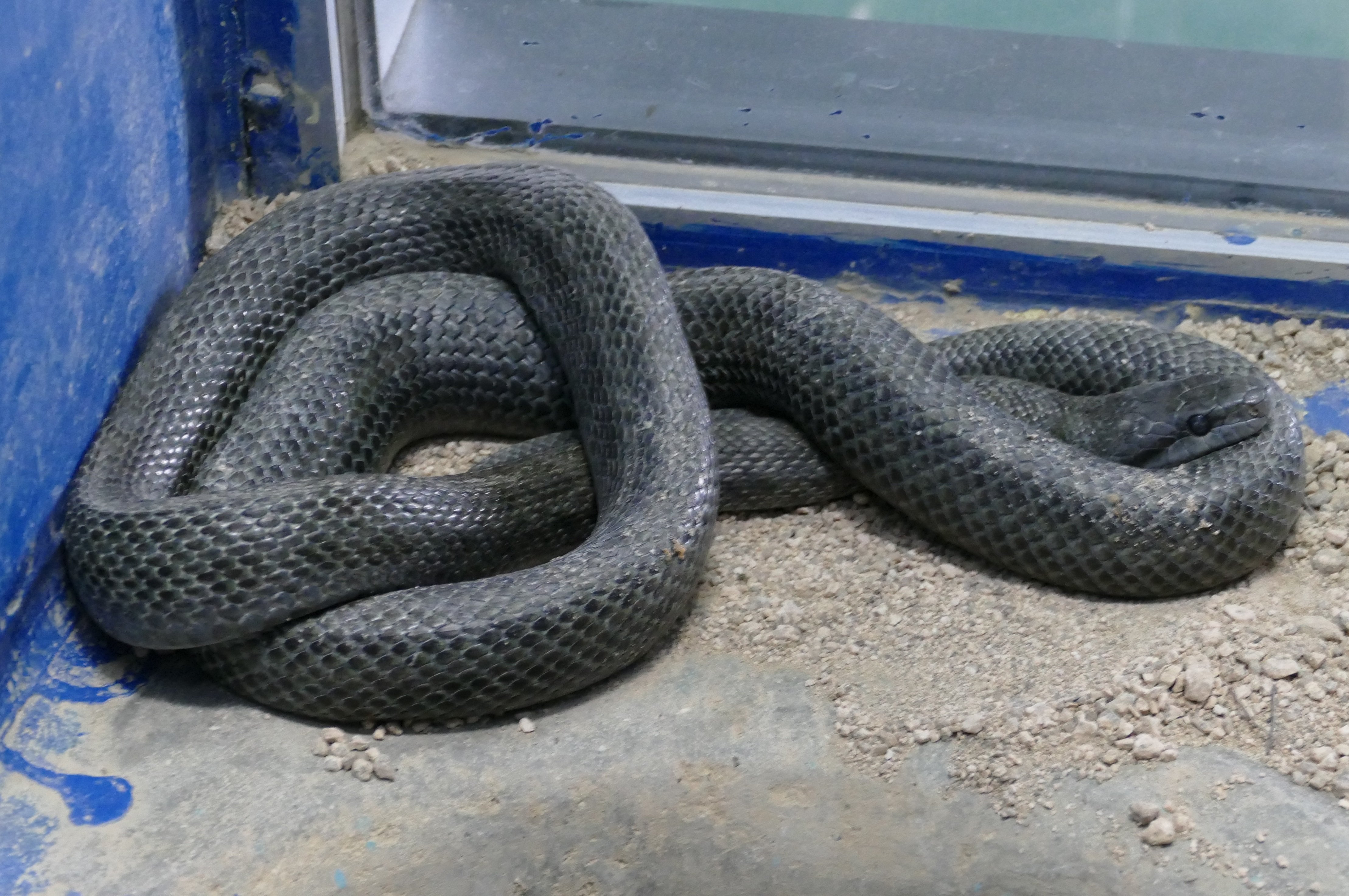 はちゅうるい館の仲間たち 13 アオダイショウ 飼育係のasazooブログ 動物紹介 安佐動物公園 Asazoo