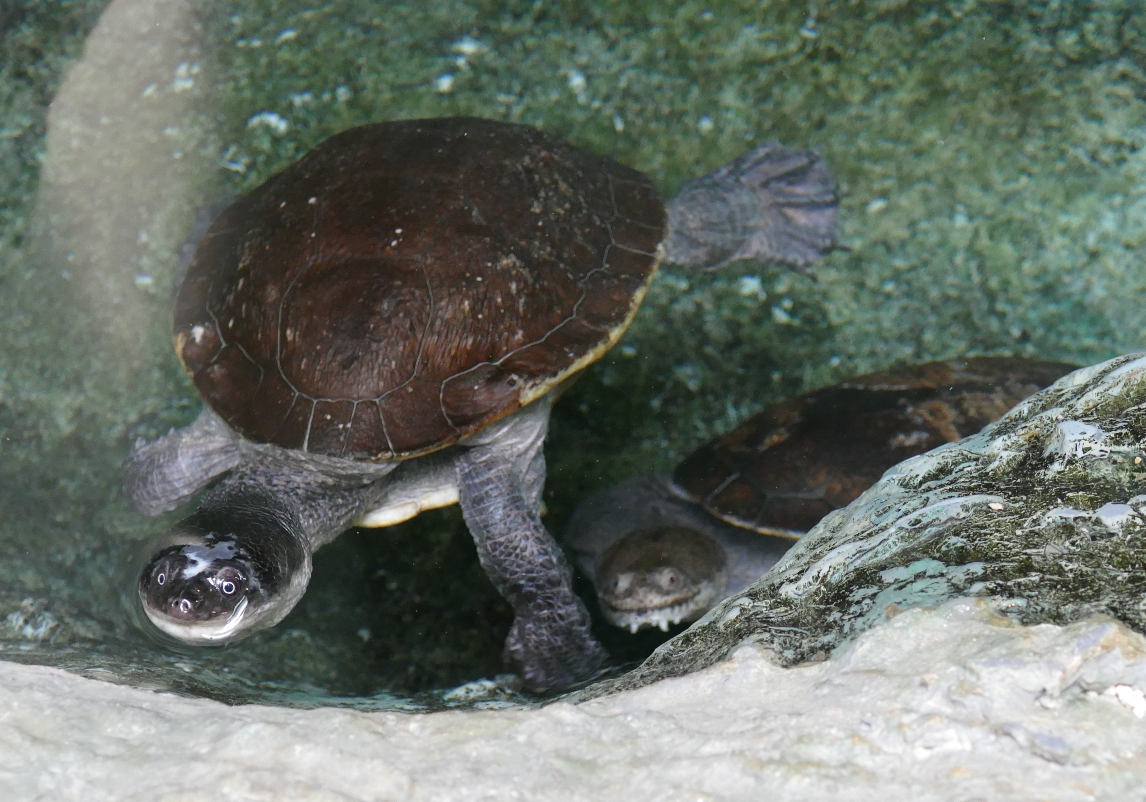 はちゅうるい館の仲間たち（11）２種のナガクビガメ