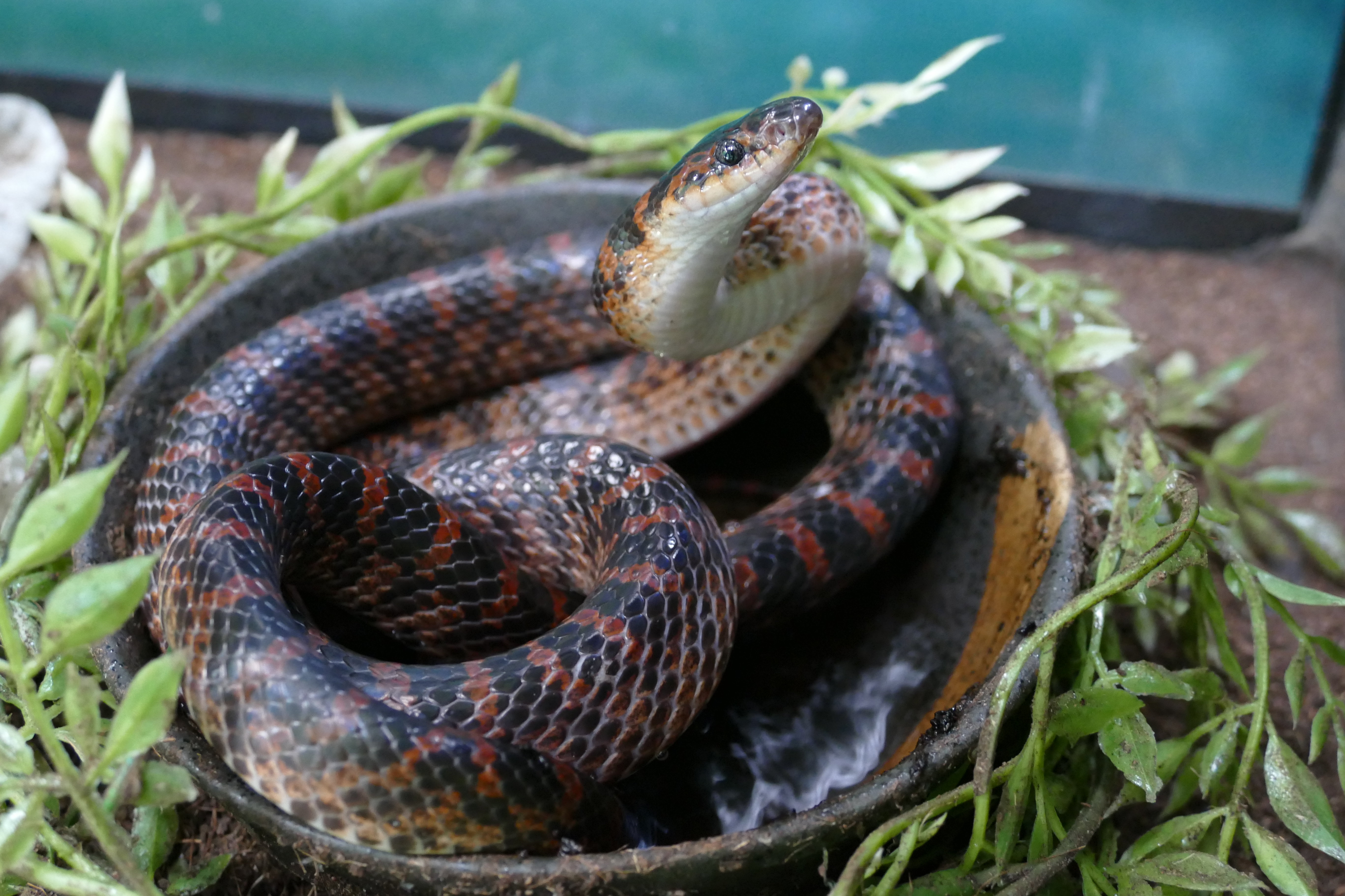 はちゅうるい館の仲間たち（14）アカマダラ