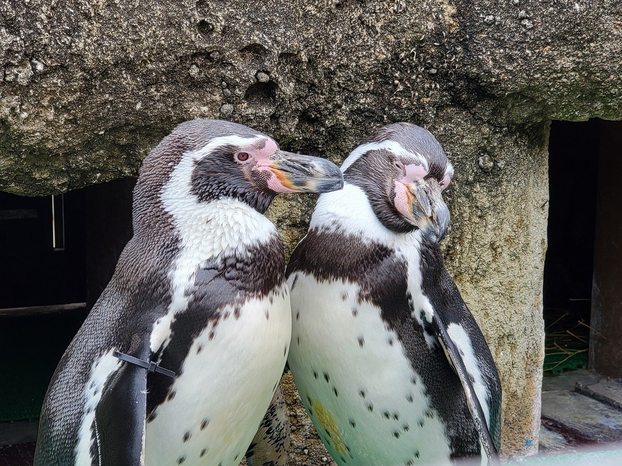 ペンギンぷーるの日常⑩　お誕生日おめでとう！2月編