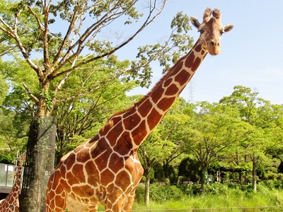 キリンの キリコ について 飼育係のasazooブログ 動物紹介 安佐動物公園 Asazoo