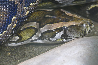 はちゅうるい館の仲間たち ２ ビルマニシキヘビ 飼育係のasazooブログ 動物紹介 安佐動物公園 Asazoo