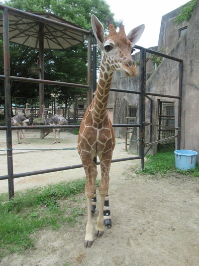 安佐 動物 公園