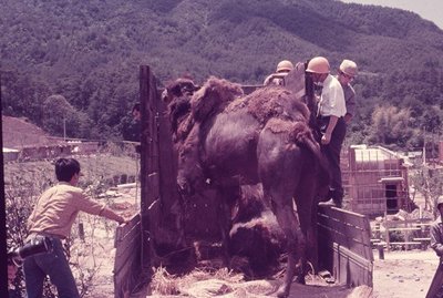 50周年だョ！ 動物園 byラクダ舎