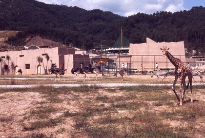 50周年だョ！ 動物園 byアフリカ平原