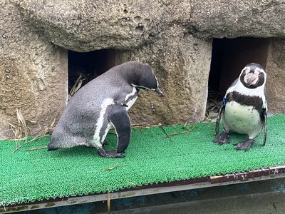 ペンギンぷーるの日常⑩　絶賛、抱卵中！