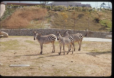 20220215_最初のシマウマ3頭.jpg