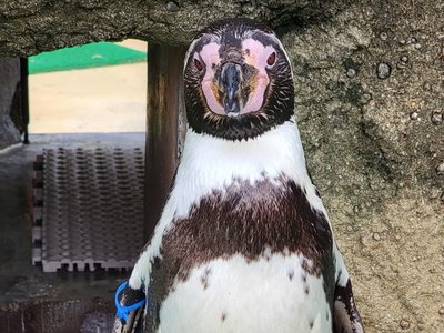 ぺんぎんぷーるの日常（番外）　フンボルトペンギンの「おーちゃん」が死亡しました