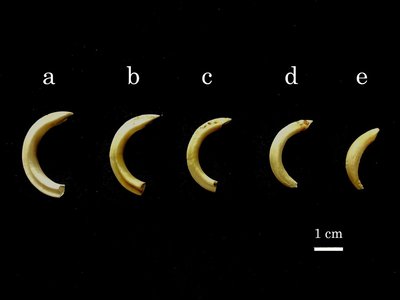 Fig_1_Root formation of upper incisors in captive rock hyrax (Procavia capensis).jpeg