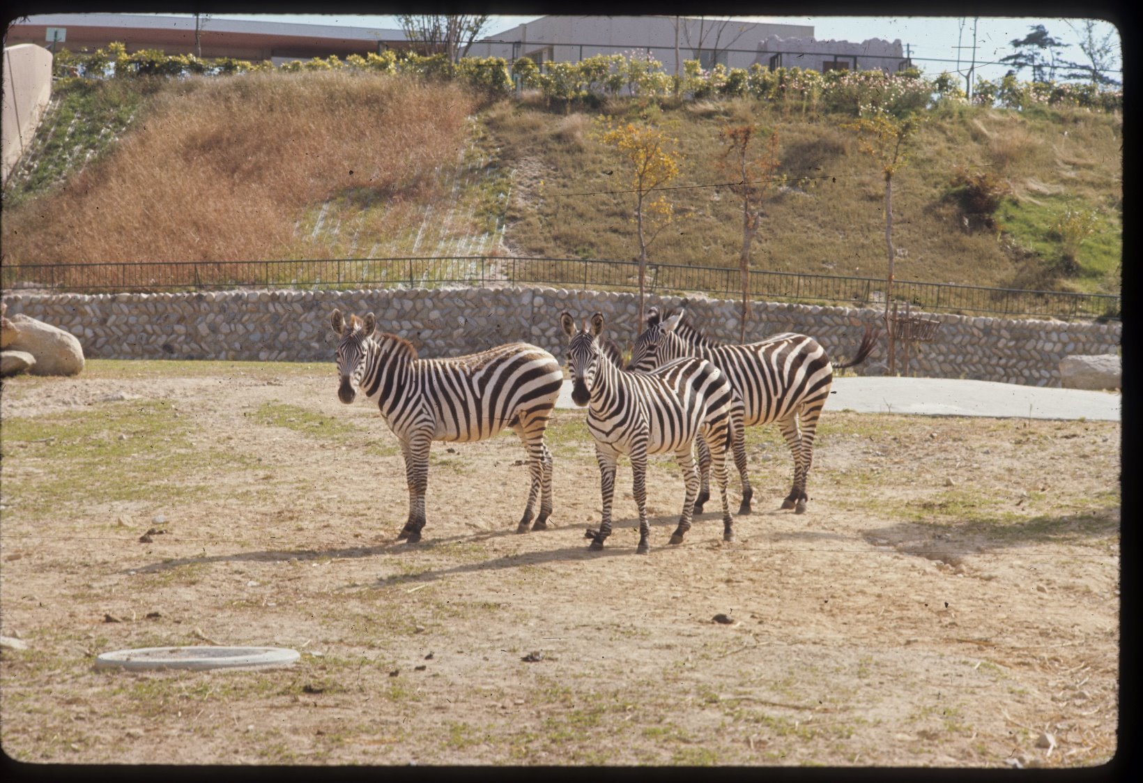 50周年だョ！ 動物園 byシマウマ舎 その1