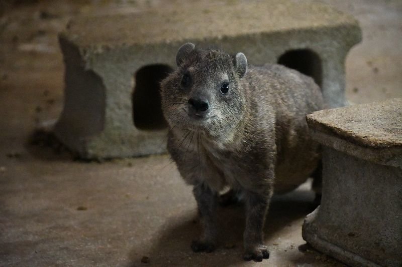 忘れないでね、ハイラックスのこと２１