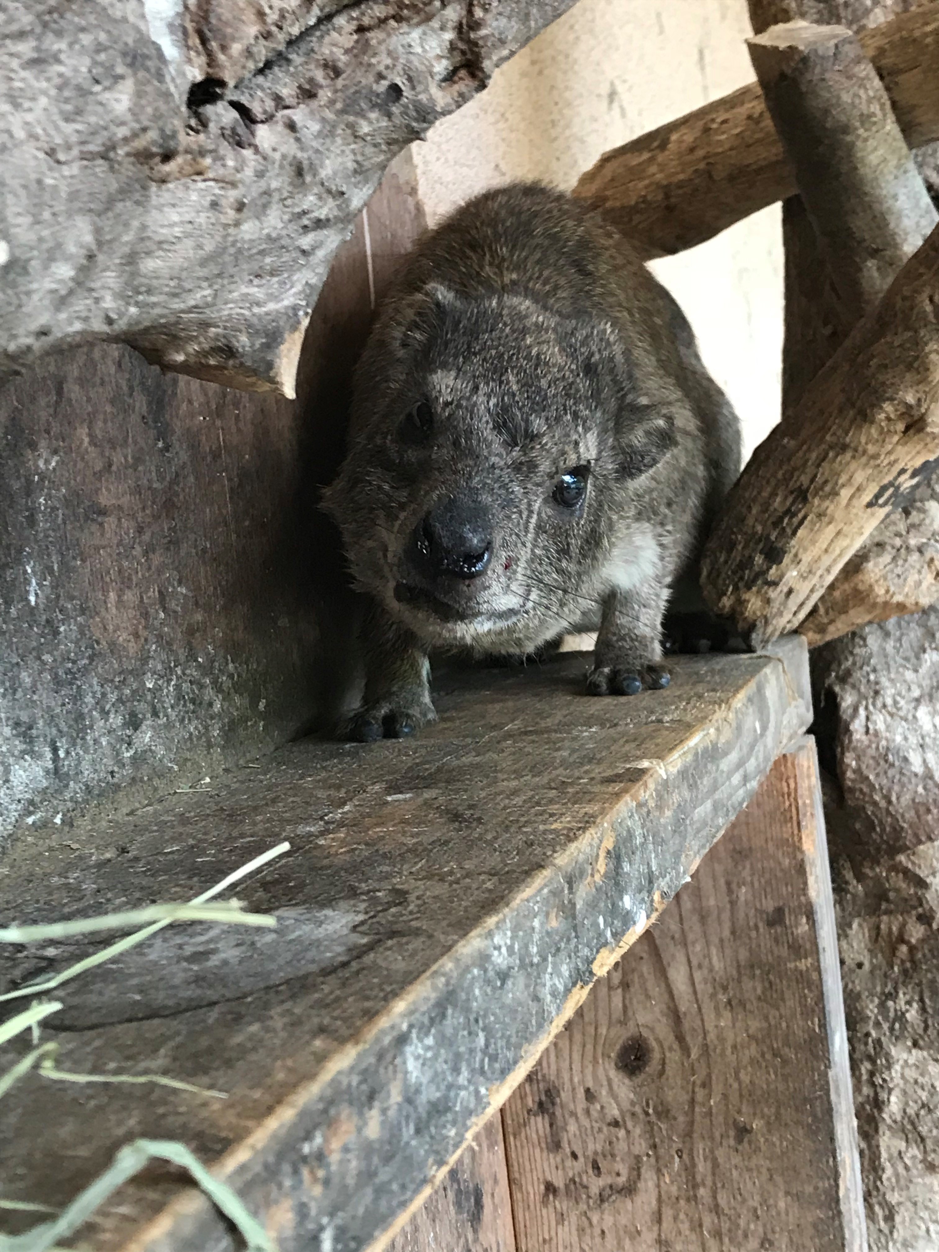 忘れないでね、ハイラックスのこと３