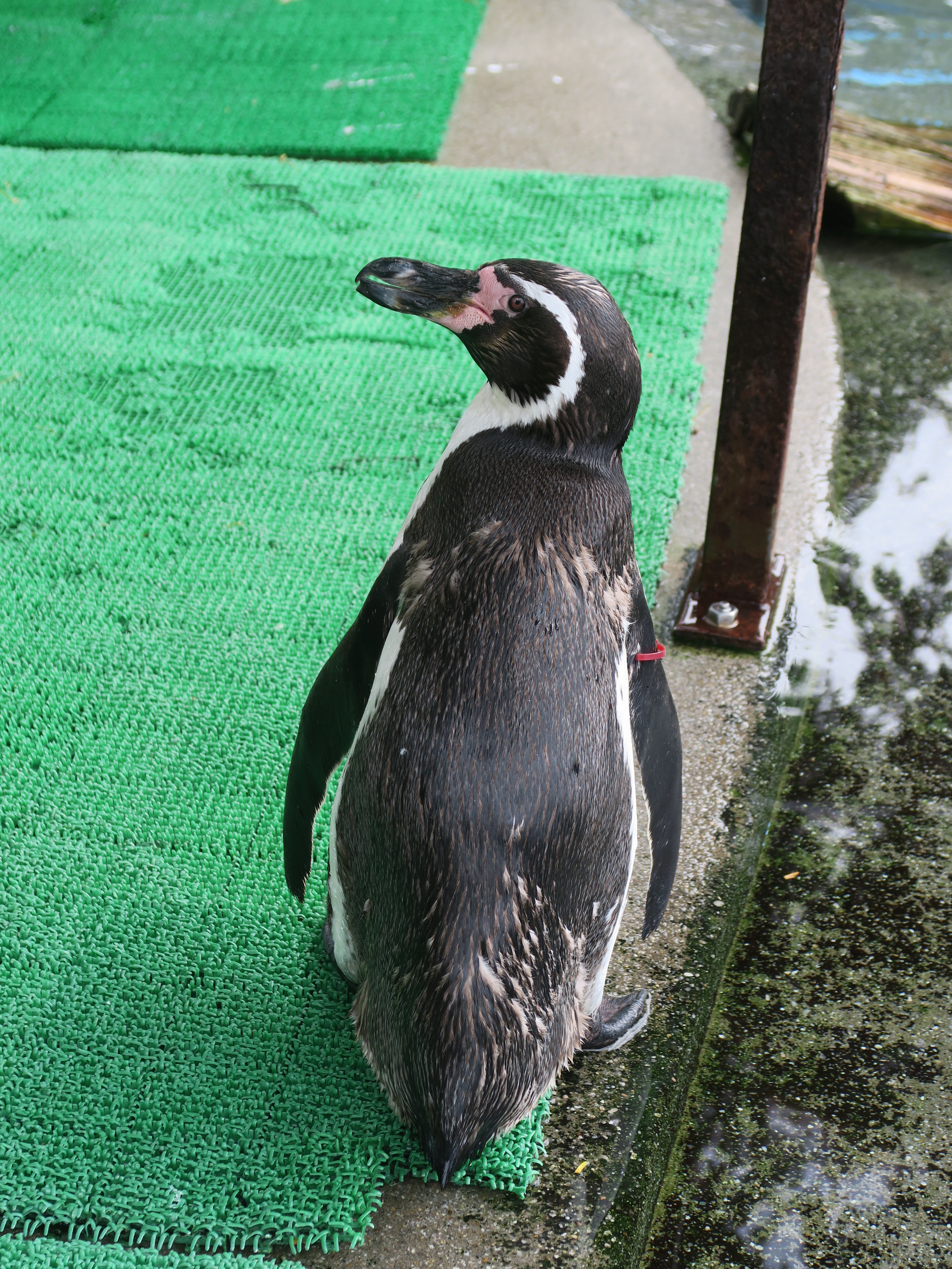 ペンギンぷーるの日常⑨　今年もアレの季節到来