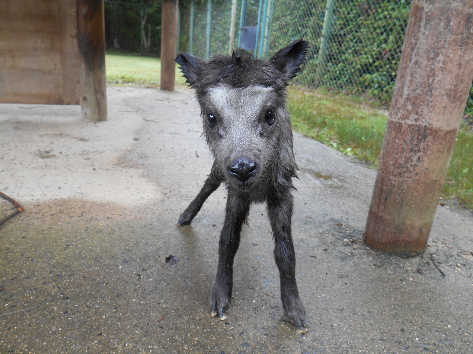 http://www.asazoo.jp/animal/blog/d782b64ab7716e08b0bfbb0e8e4583e859c00aff.JPG