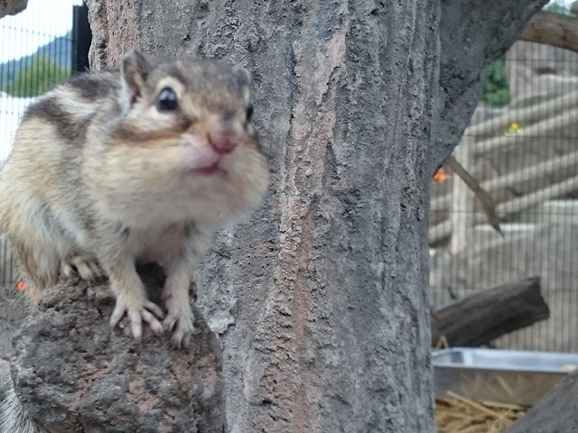 http://www.asazoo.jp/animal/blog/risu2.jpg