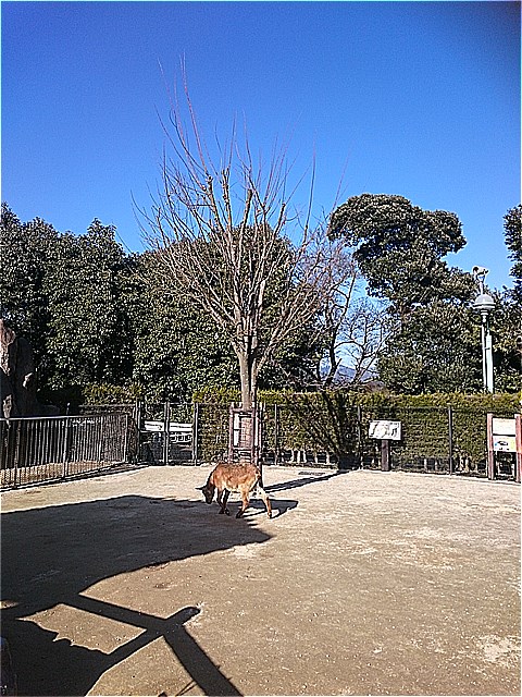 http://www.asazoo.jp/animal/blog/s-DSC_42251.jpg