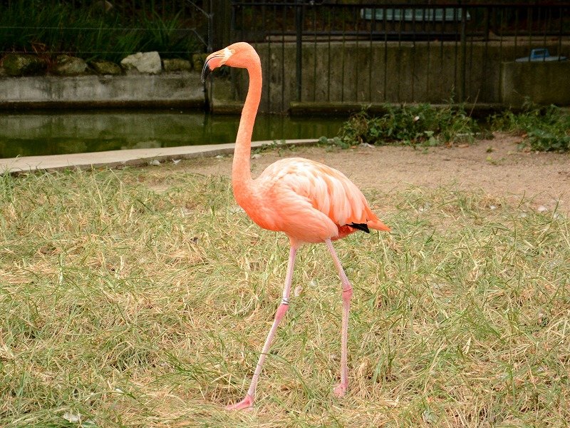 ベニイロフラミンゴ American Flamingo 動物紹介 安佐動物公園 Asazoo