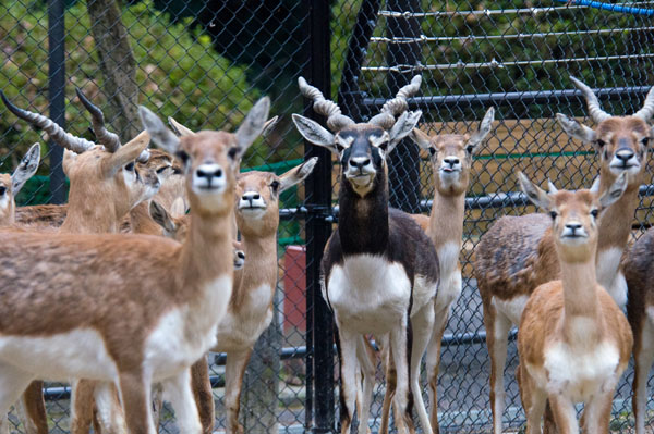 ブラックバック ／ Blackbuck｜menu02_動物紹介｜安佐動物公園 asazoo