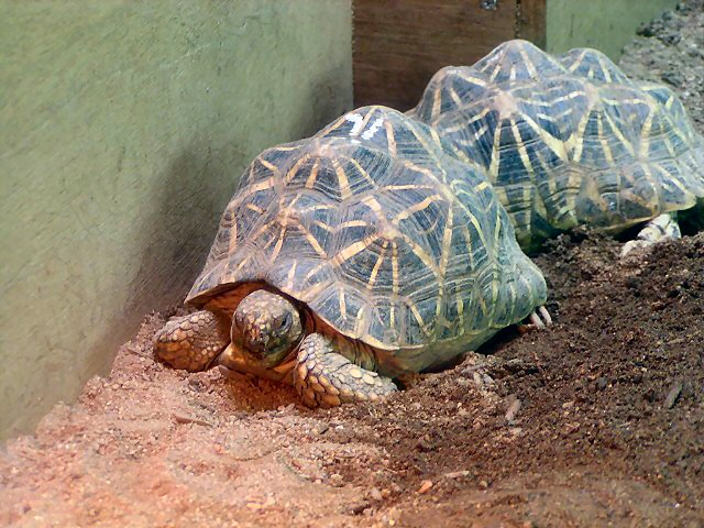 インドホシガメ Indian Star Tortoise 動物紹介 安佐動物公園 Asazoo
