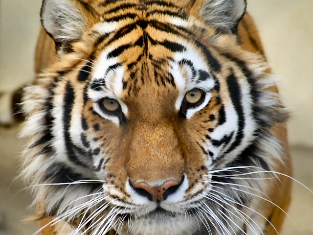 アムールトラ Amur Tiger 動物紹介 安佐動物公園 Asazoo