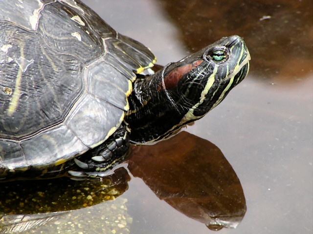 アカミミガメ Red Eared Turtle 動物紹介 安佐動物公園 Asazoo