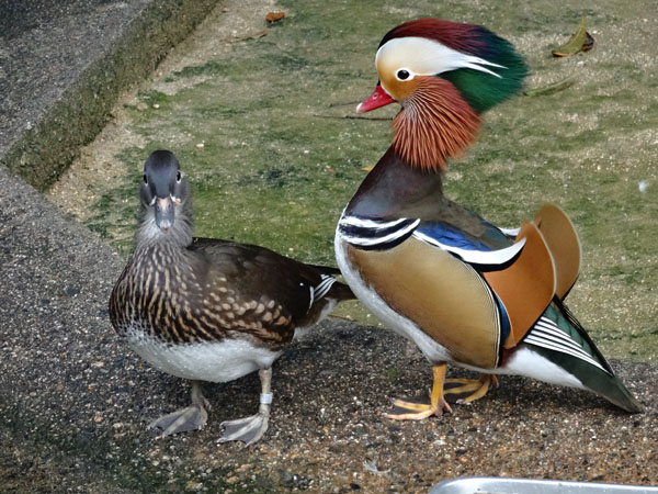 オシドリ Mandarin Duck 動物紹介 安佐動物公園 Asazoo