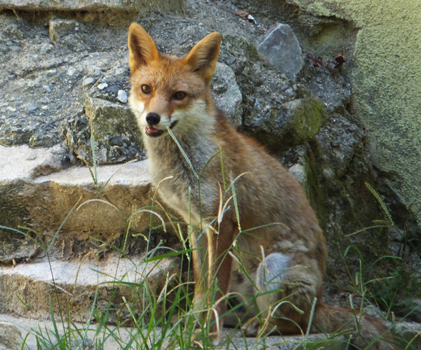 ホンドギツネ Japanese Red Fox 動物紹介 安佐動物公園 Asazoo