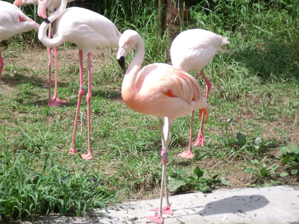 チリーフラミンゴ Chilian Flamingo 動物紹介 安佐動物公園 Asazoo