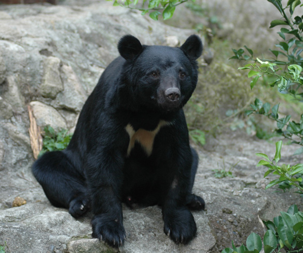ツキノワグマ Asian Black Bear 動物紹介 安佐動物公園 Asazoo