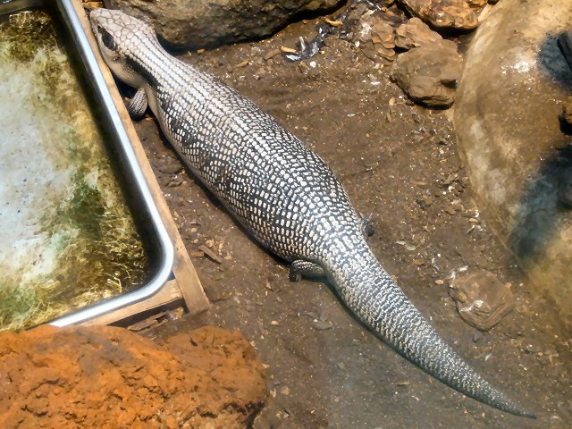 ヒガシアオジタトカゲ Eastern Blue Tongued Skink 動物紹介 安佐動物公園 Asazoo