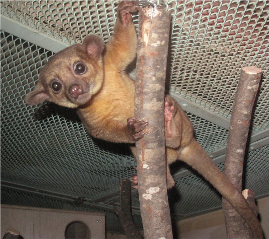 キンカジュー Kinkajou 動物紹介 安佐動物公園 Asazoo