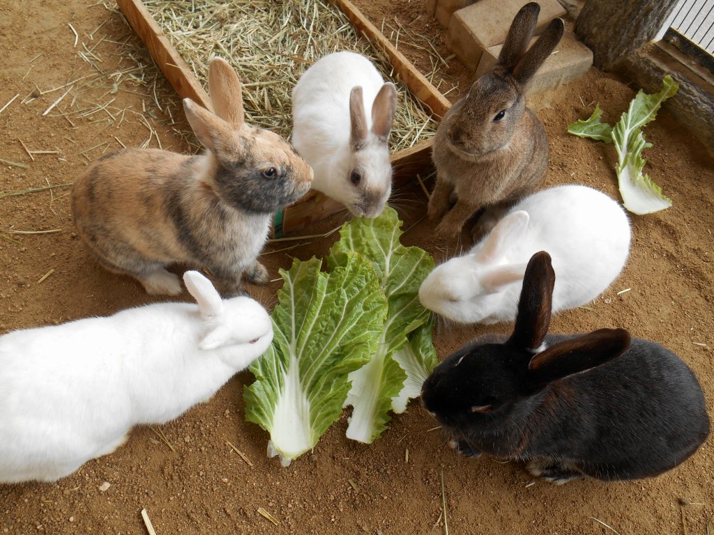カイウサギ（品種不明） ／ House Rabbit｜menu02_動物紹介｜安佐動物