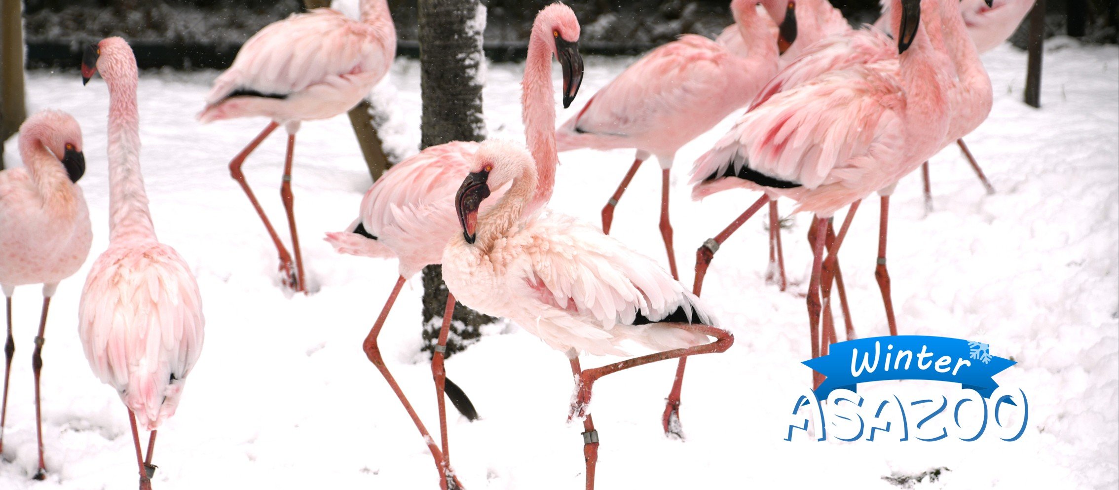 2025_冬06_フラミンゴ