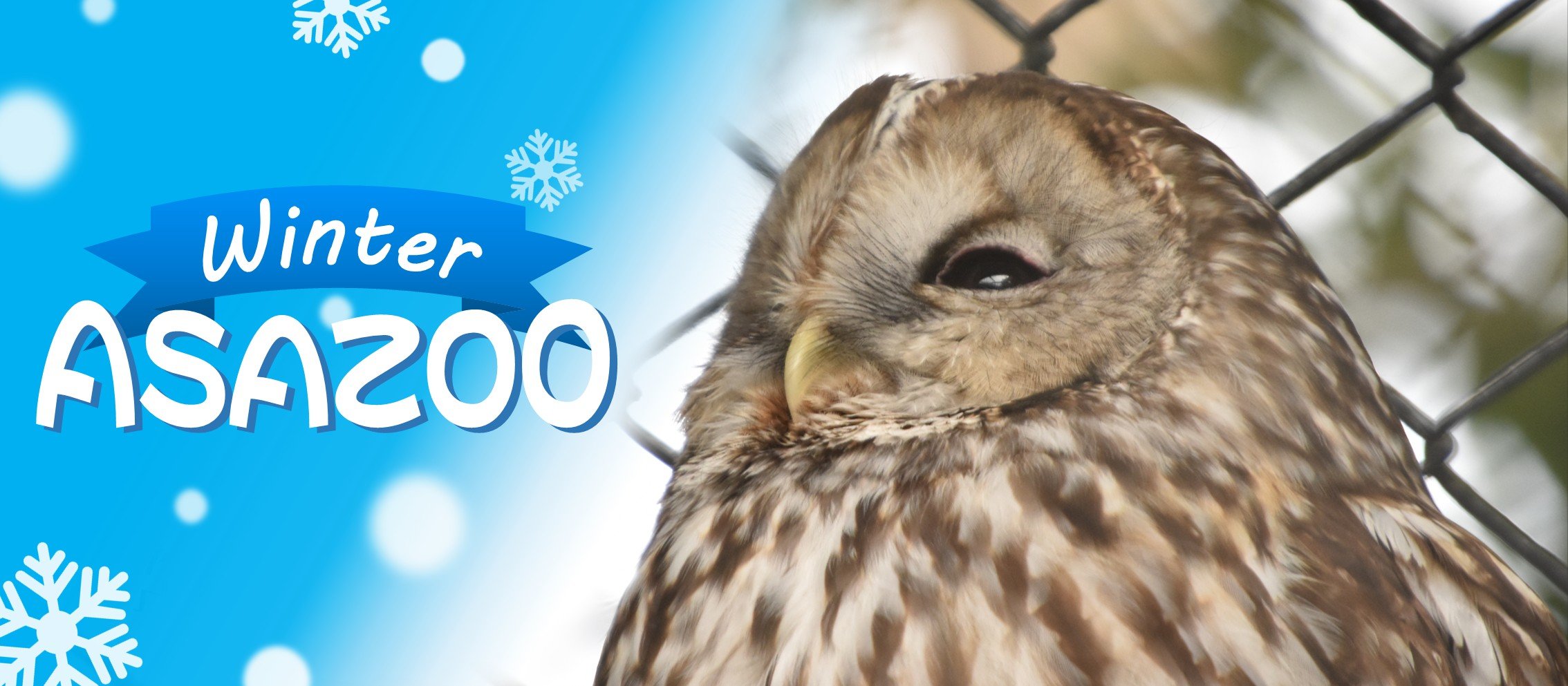 2025_冬05_フクロウ