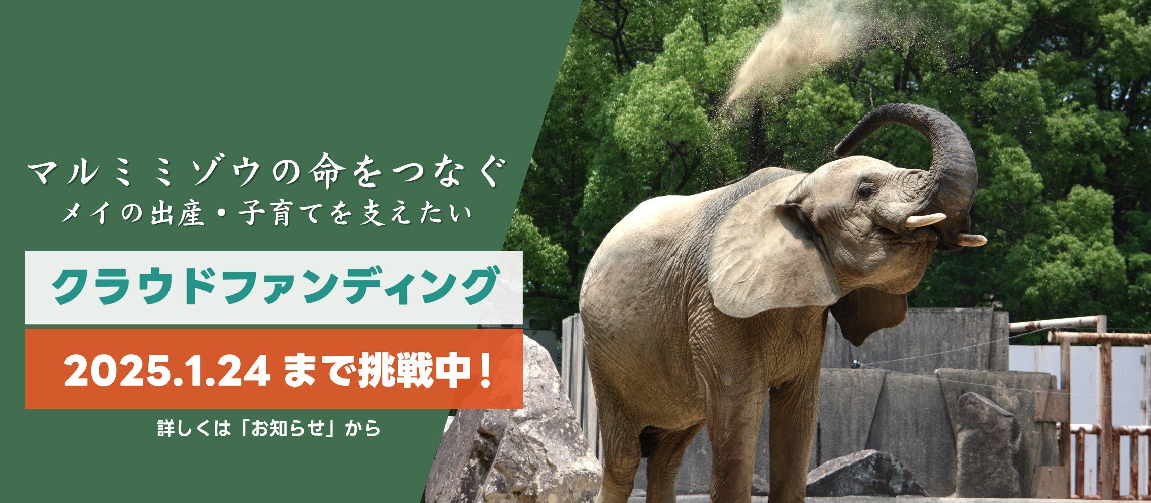 ゾウさん様確認用