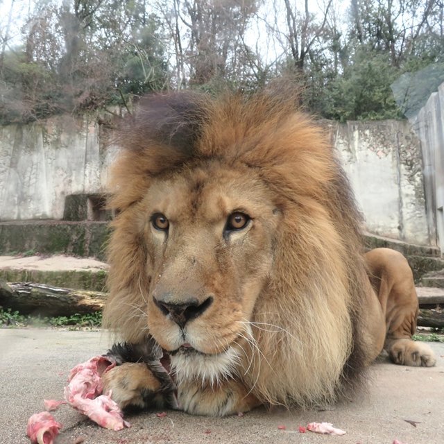 ライオン_エサやりタイムHP.jpg