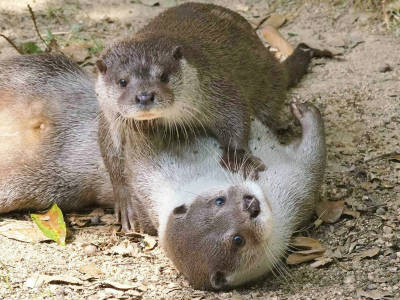 20230522_カワウソの日.jpg