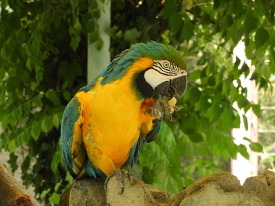 オウムインコデールリコン.JPG