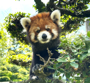 panda_ad01.png