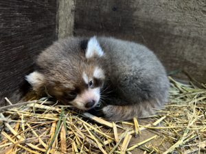 panda_baby01.png