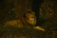 20250804_夜間開園 (3).jpg
