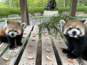 20250917_国際レッサーパンダデー.jpg
