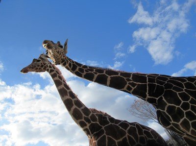 世界キリンの日（パネル：6/1～6/30、イベント：6/21）