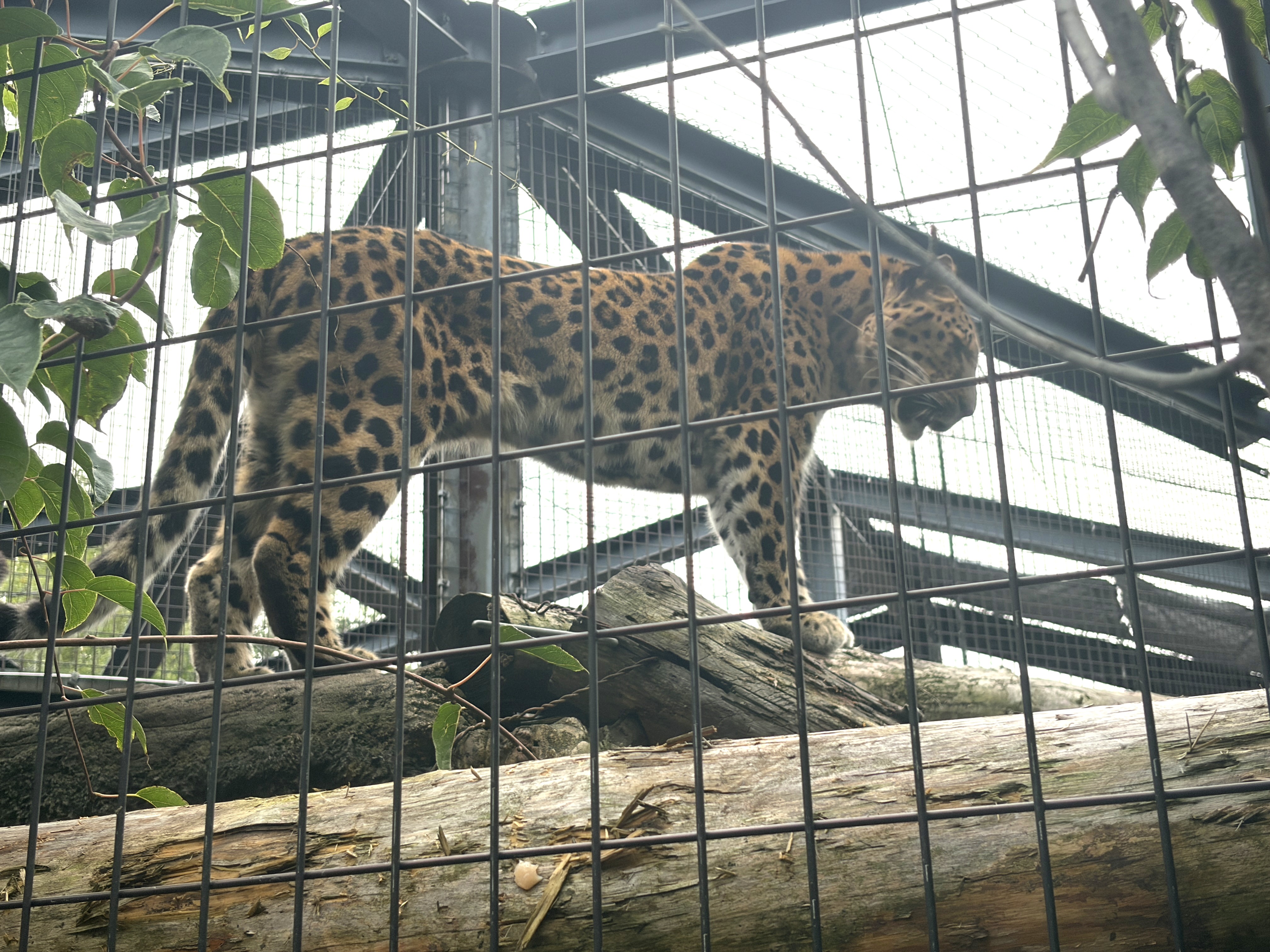 20261016_アムールヒョウ来園　照度調整.jpg