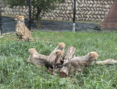 20260901_放飼練習02_HP用.jpg