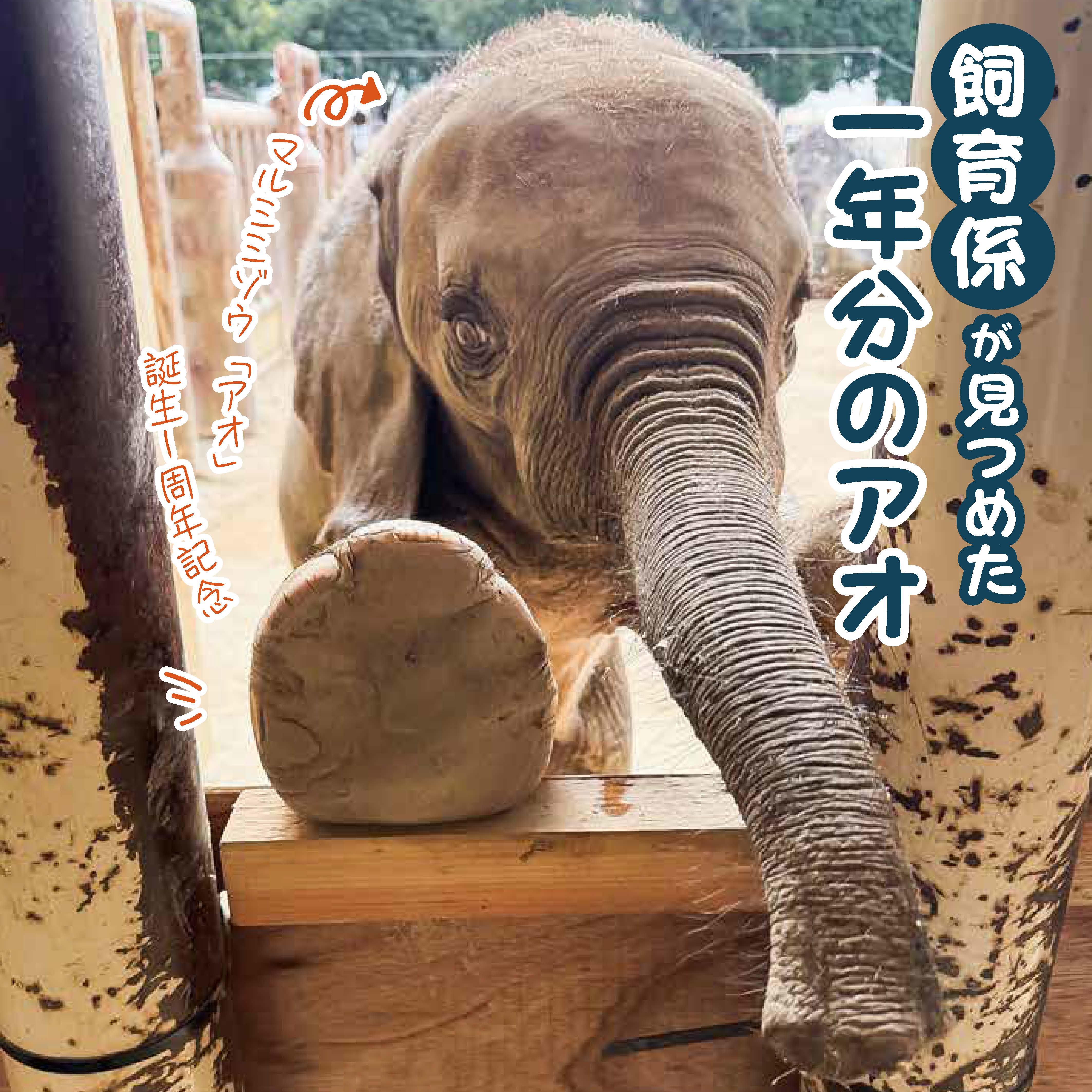 04アオ誕生一周年記念_ページ_01.jpg