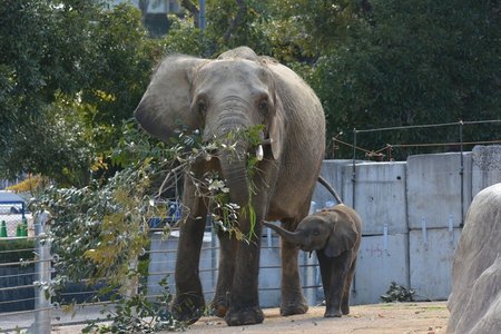 s-20251210_マルミミゾウ親子 (4).jpg